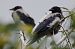 Hooded Crow  - Hanna Żelichowska