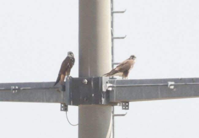 Würgfalke  - Robert Zbroński