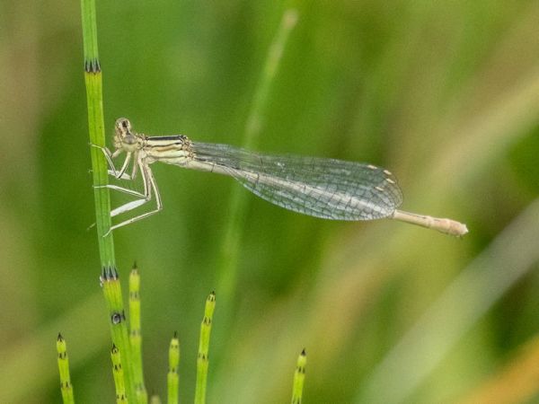 Blaue Federlibelle  - Katarzyna Matusik