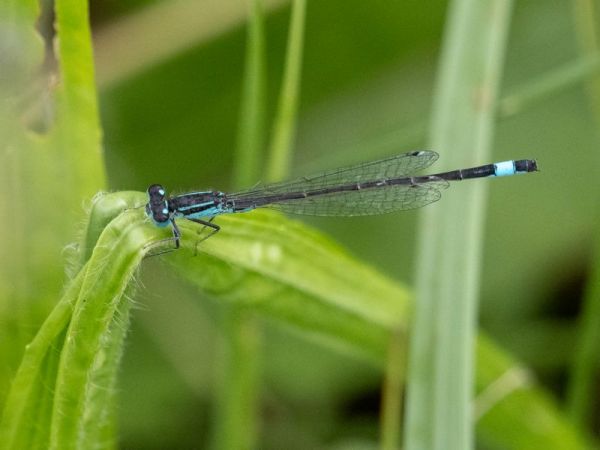 Große Pechlibelle  - Katarzyna Matusik