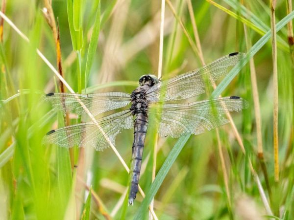 lecicha białoznaczna  - Katarzyna Matusik