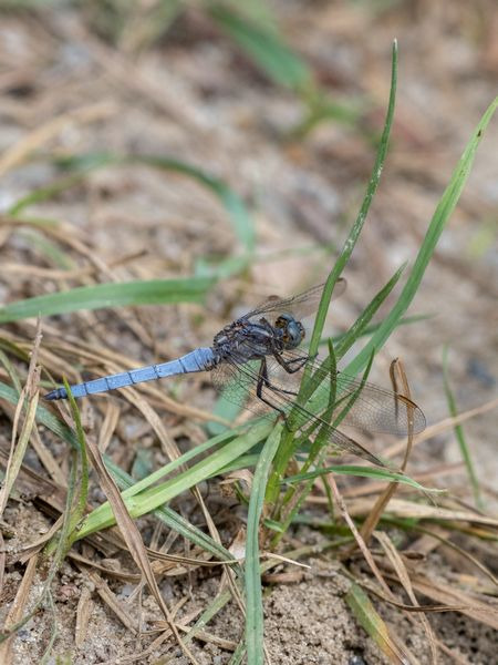 lecicha mała  - Katarzyna Matusik