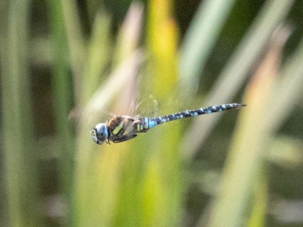 żagnica jesienna  - Katarzyna Matusik