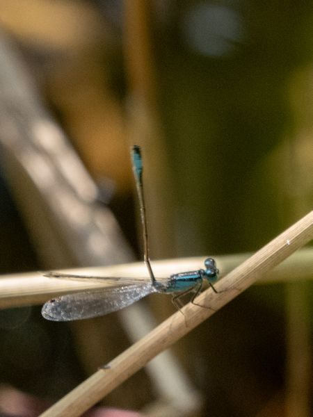 tężnica wytworna  - Katarzyna Matusik