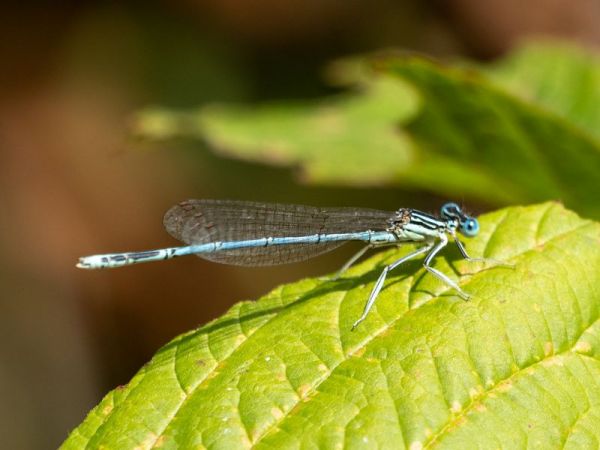 pióronóg zwykły  - Katarzyna Matusik