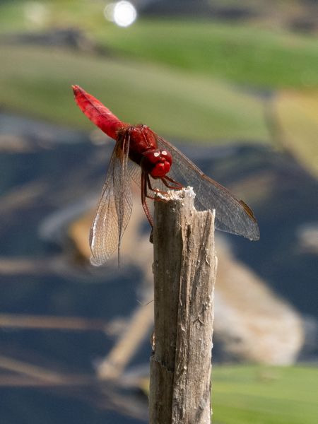 szafranka czerwona  - Katarzyna Matusik