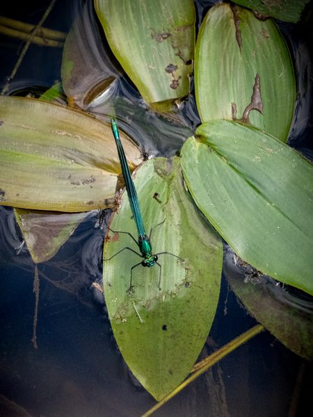 świtezianka błyszcząca  - Katarzyna Matusik