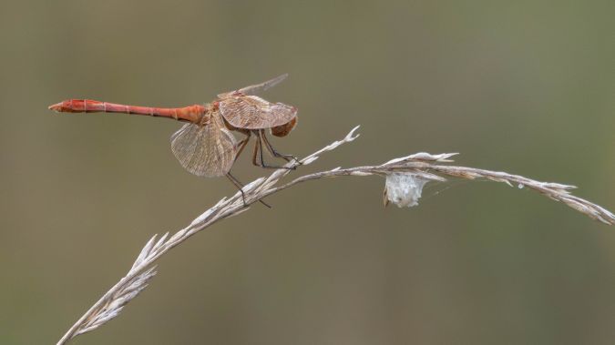 Südliche Heidelibelle  - Katarzyna Matusik