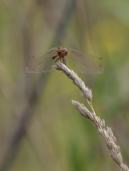 Südliche Heidelibelle  - Katarzyna Matusik
