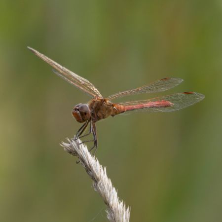 Südliche Heidelibelle  - Katarzyna Matusik