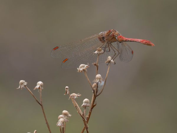 Südliche Heidelibelle  - Katarzyna Matusik