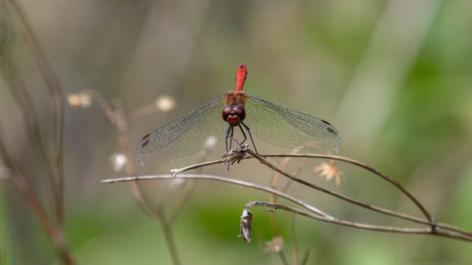 szablak krwisty  - Katarzyna Matusik