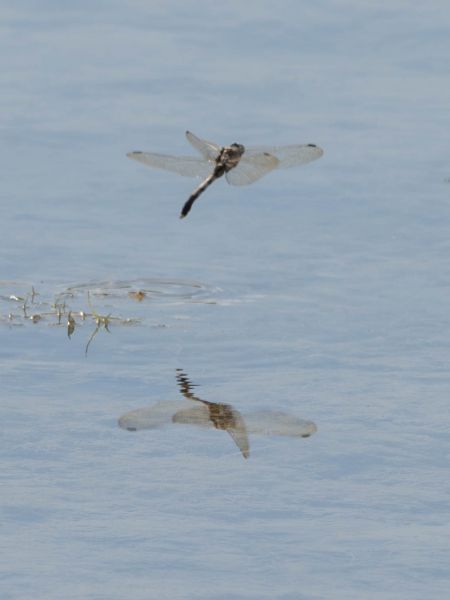 lecicha białoznaczna  - Katarzyna Matusik