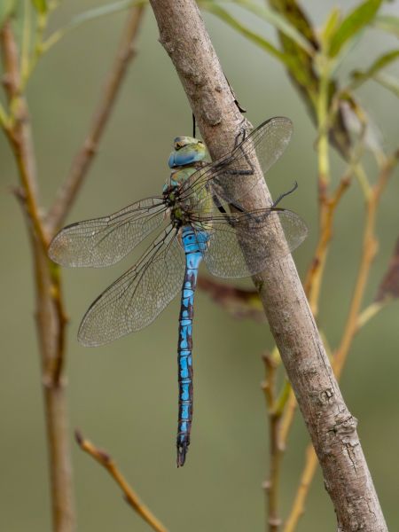 Große Königslibelle  - Katarzyna Matusik