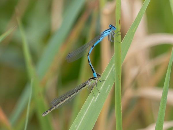 nimfa stawowa  - Katarzyna Matusik