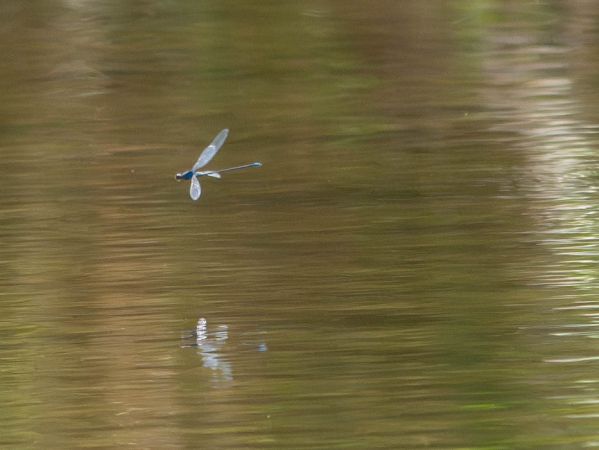 oczobarwnica większa  - Katarzyna Matusik