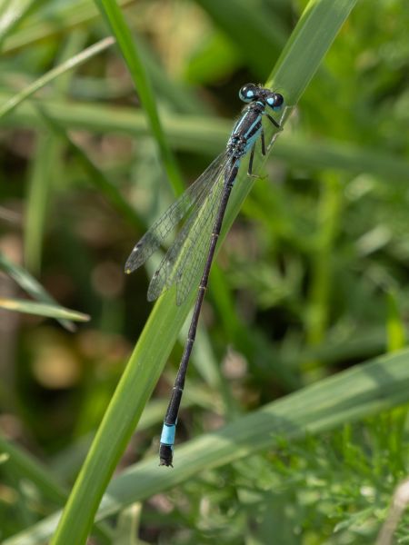tężnica wytworna  - Katarzyna Matusik