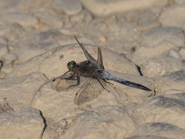 lecicha pospolita  - Katarzyna Matusik