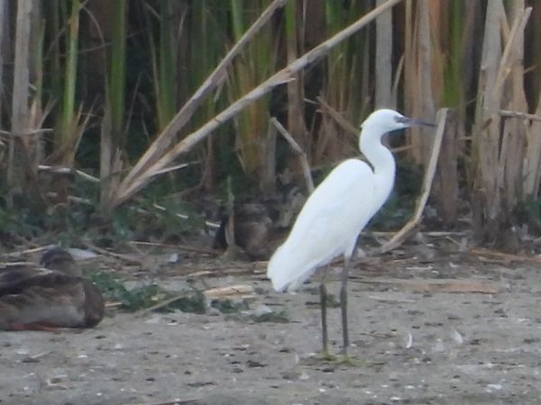 Aigrette garzette  - Sławomir Karpicki