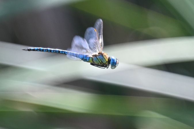 żagnica południowa  - Daniel Stasiowski