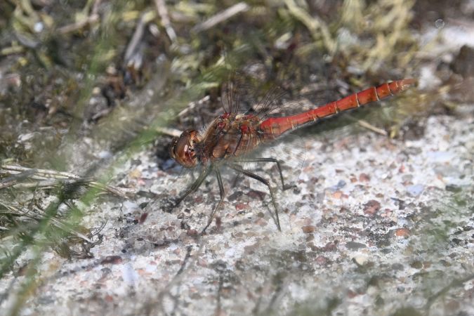 Gemeine Heidelibelle  - Daniel Stasiowski