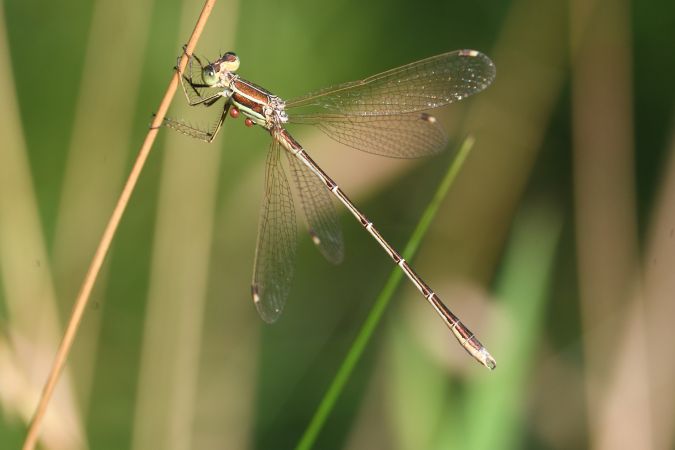 pałątka południowa 