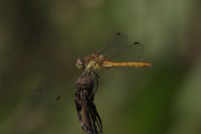 szablak zwyczajny  - Mariusz Zub