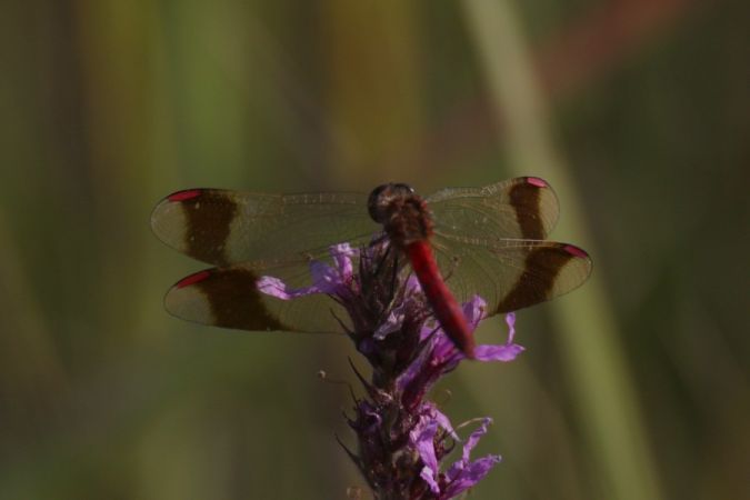 szablak przepasany  - Mariusz Zub