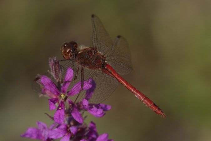 Gemeine Heidelibelle  - Mariusz Zub