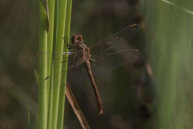 szablak południowy  - Mariusz Zub