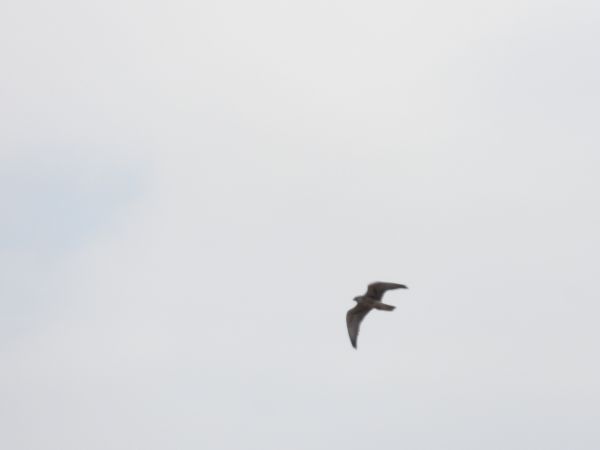 Würgfalke 