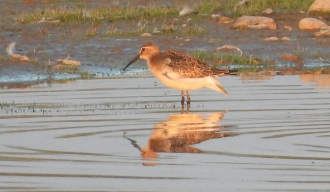 Bécasseau cocorli 
