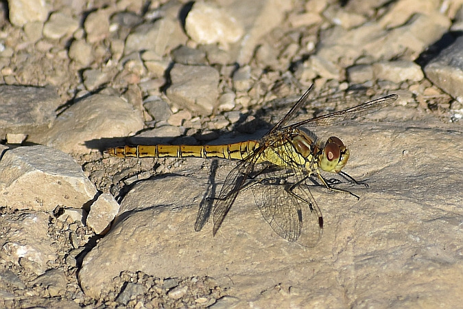 szablak zwyczajny  - Tomasz Kosut