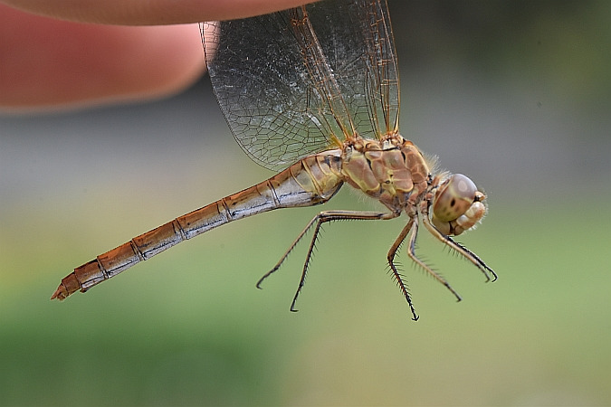 szablak południowy  - Tomasz Kosut