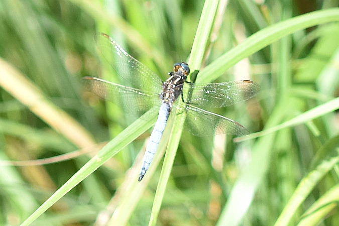 lecicha mała  - Tomasz Kosut
