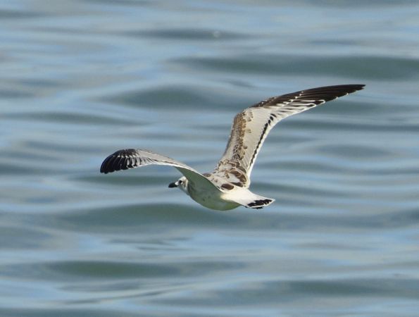 Mouette mélanocéphale  - Damian Mikulski