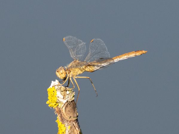 szablak południowy  - Katarzyna Matusik