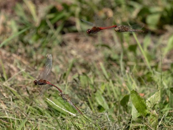 szablak krwisty  - Katarzyna Matusik