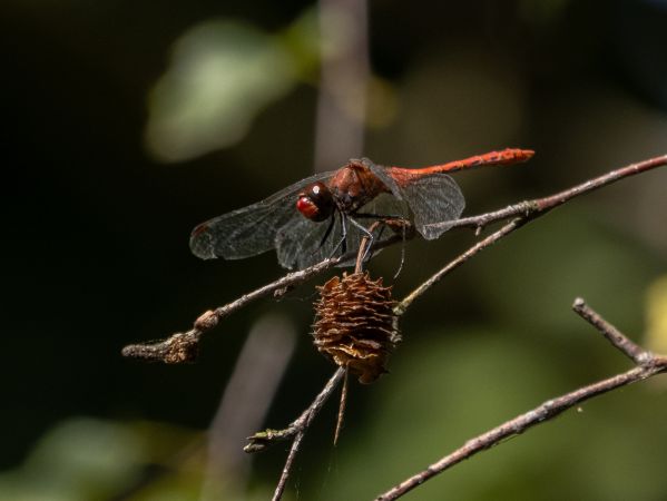 Blutrote Heidelibelle  - Katarzyna Matusik