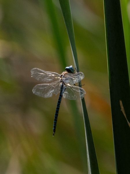żagnica jesienna  - Katarzyna Matusik