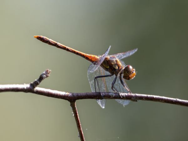 szablak późny  - Katarzyna Matusik