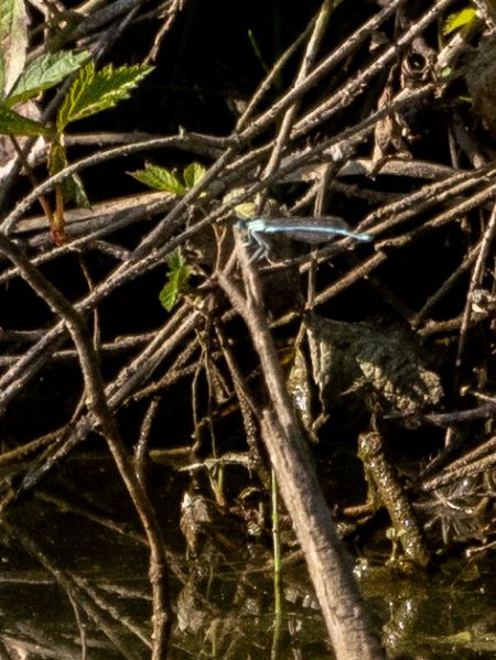 Blaue Federlibelle  - Katarzyna Matusik
