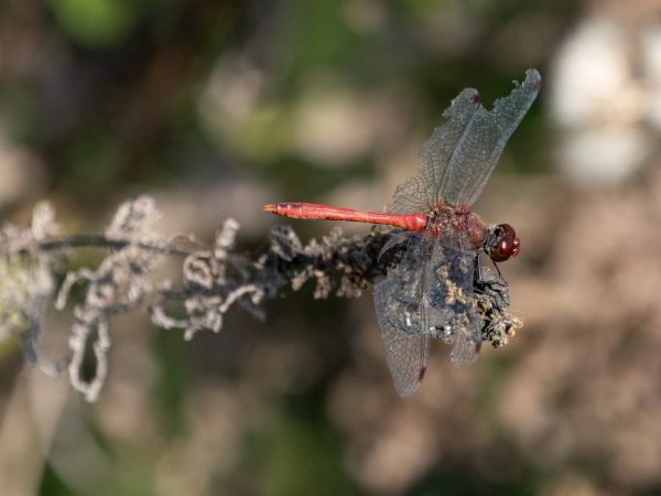 szablak krwisty  - Katarzyna Matusik