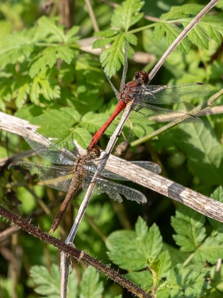 Blutrote Heidelibelle  - Katarzyna Matusik