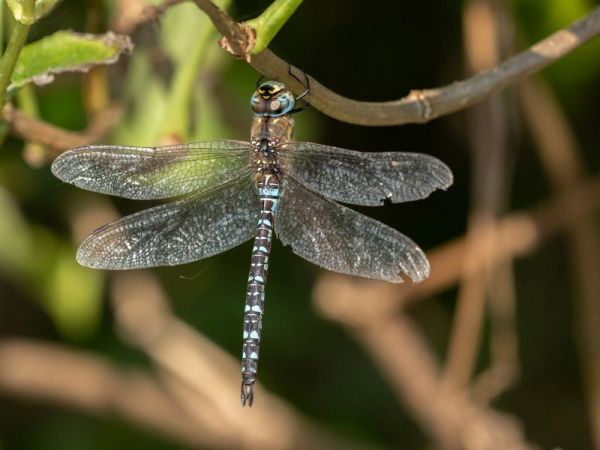 Herbst-Mosaikjungfer  - Katarzyna Matusik