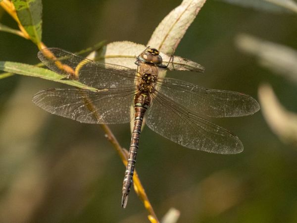 Herbst-Mosaikjungfer  - Katarzyna Matusik