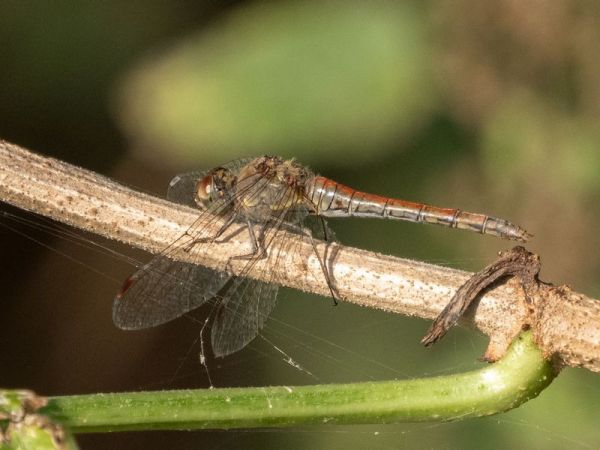 szablak późny  - Katarzyna Matusik
