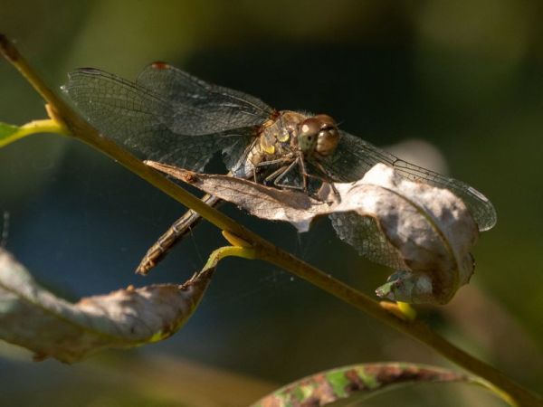 szablak późny  - Katarzyna Matusik