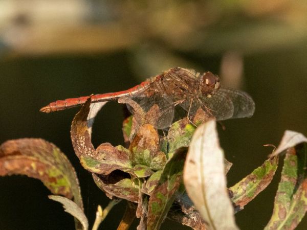 szablak zwyczajny  - Katarzyna Matusik