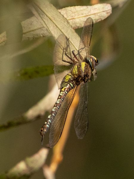 Herbst-Mosaikjungfer  - Katarzyna Matusik